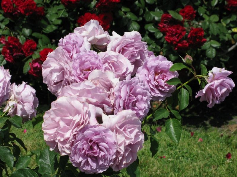  photo LoveSongatsjmunigardcarruth13_zpsbe6f3f47.jpg